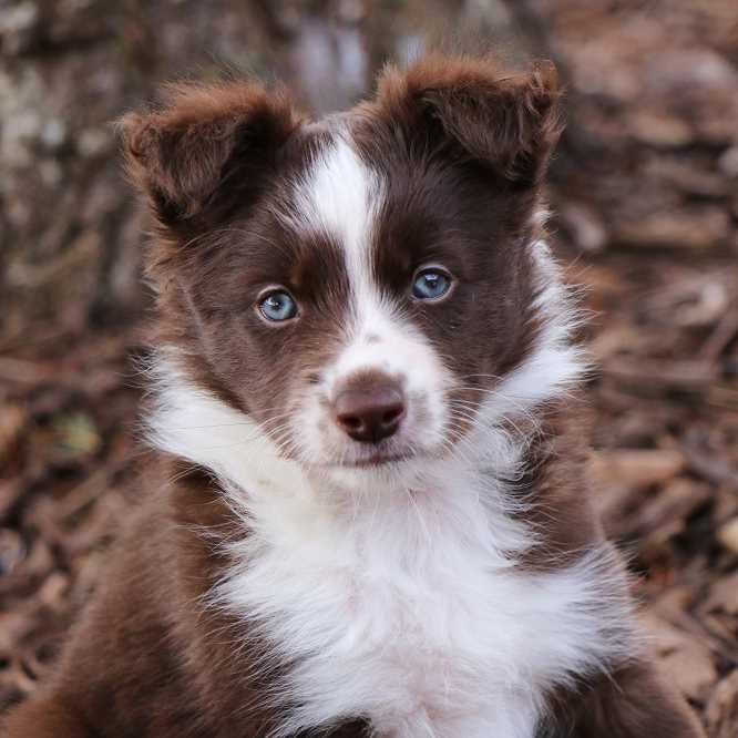 blue collie puppies