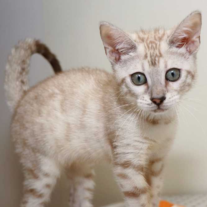 Breeders of Bengal Cats Kitten for Sales Rising Sun Farm