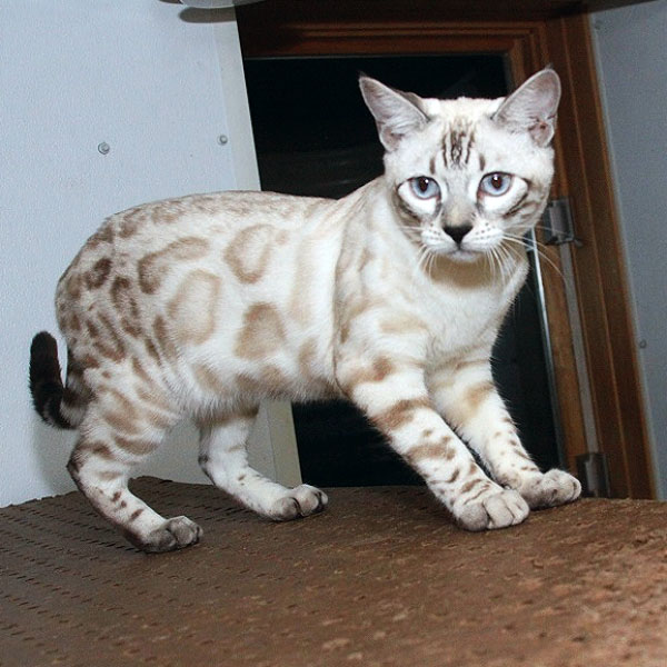 aspen_stand_right | Rising Sun Farm