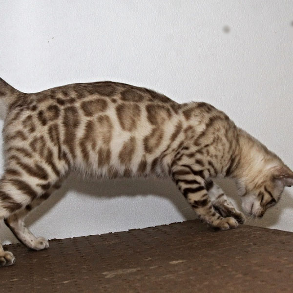 Rising Sun Farm