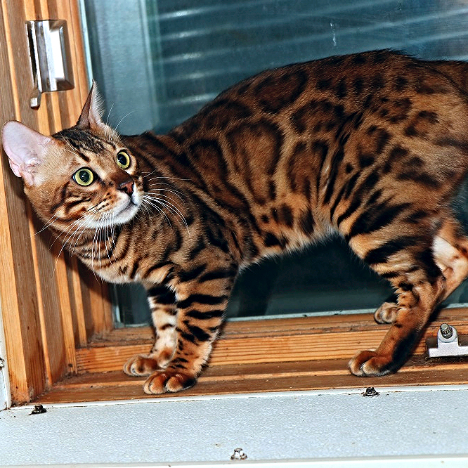 Bengal Cats for Sale