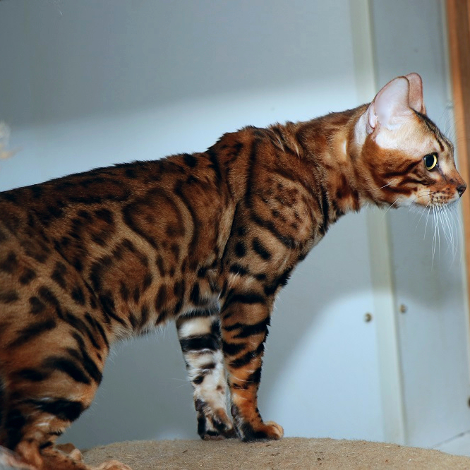 Bengal Cats for Sale near Me