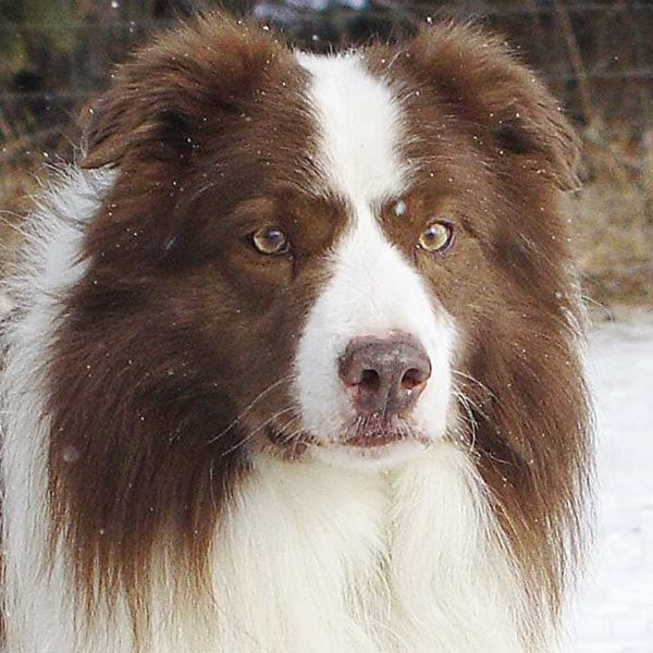 Border Collie Reference Sires | Rising Sun Farm