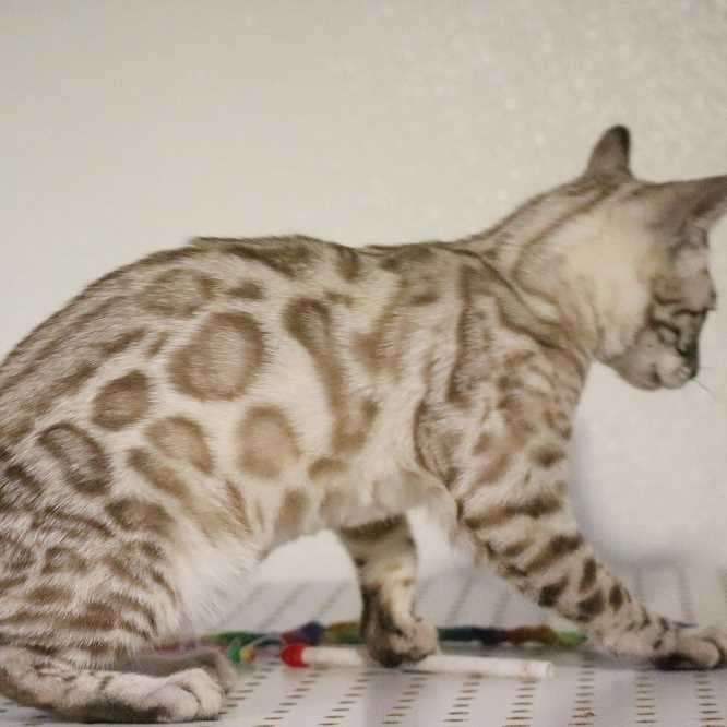 Breeders Of Bengal Cats Kitten For Sales Rising Sun Farm
