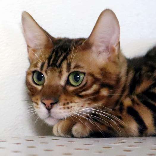 Bengal Cat Colors - Royal Bengal Cattery - Bengal Cats and Kittens