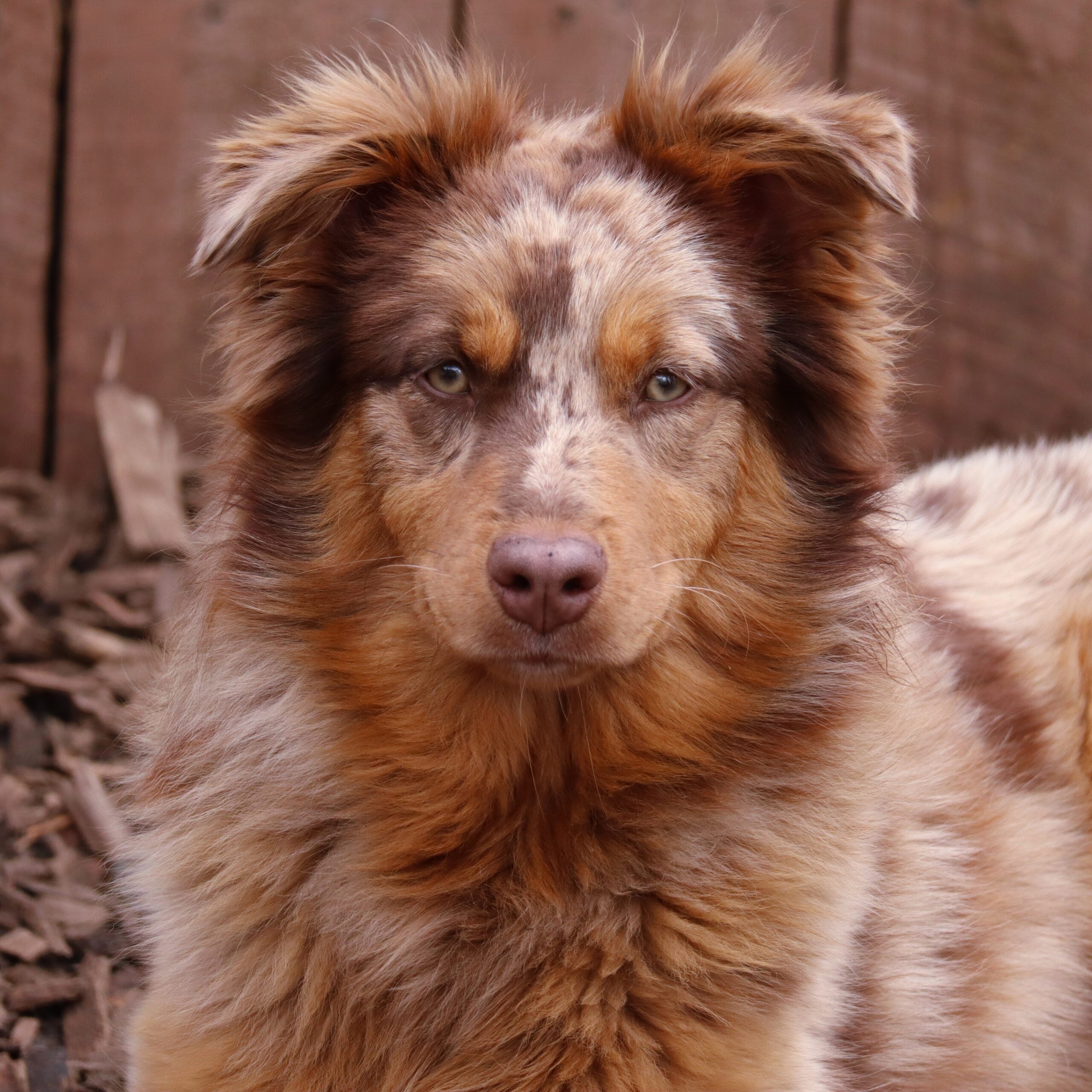 Mægtig Misbrug Belyse Australian Shepherd Puppies & Puppy for Sale | Rising Sun Farm