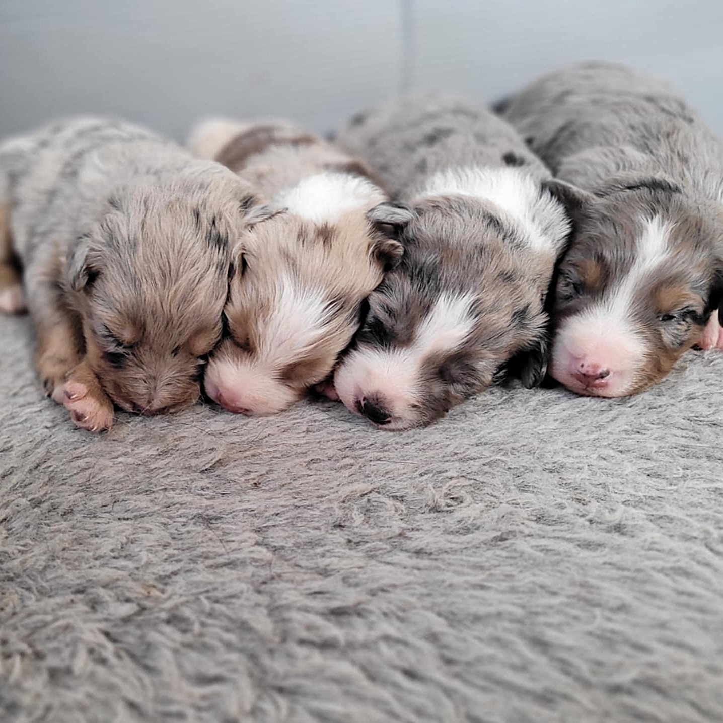 mini aussie puppies for sale $500