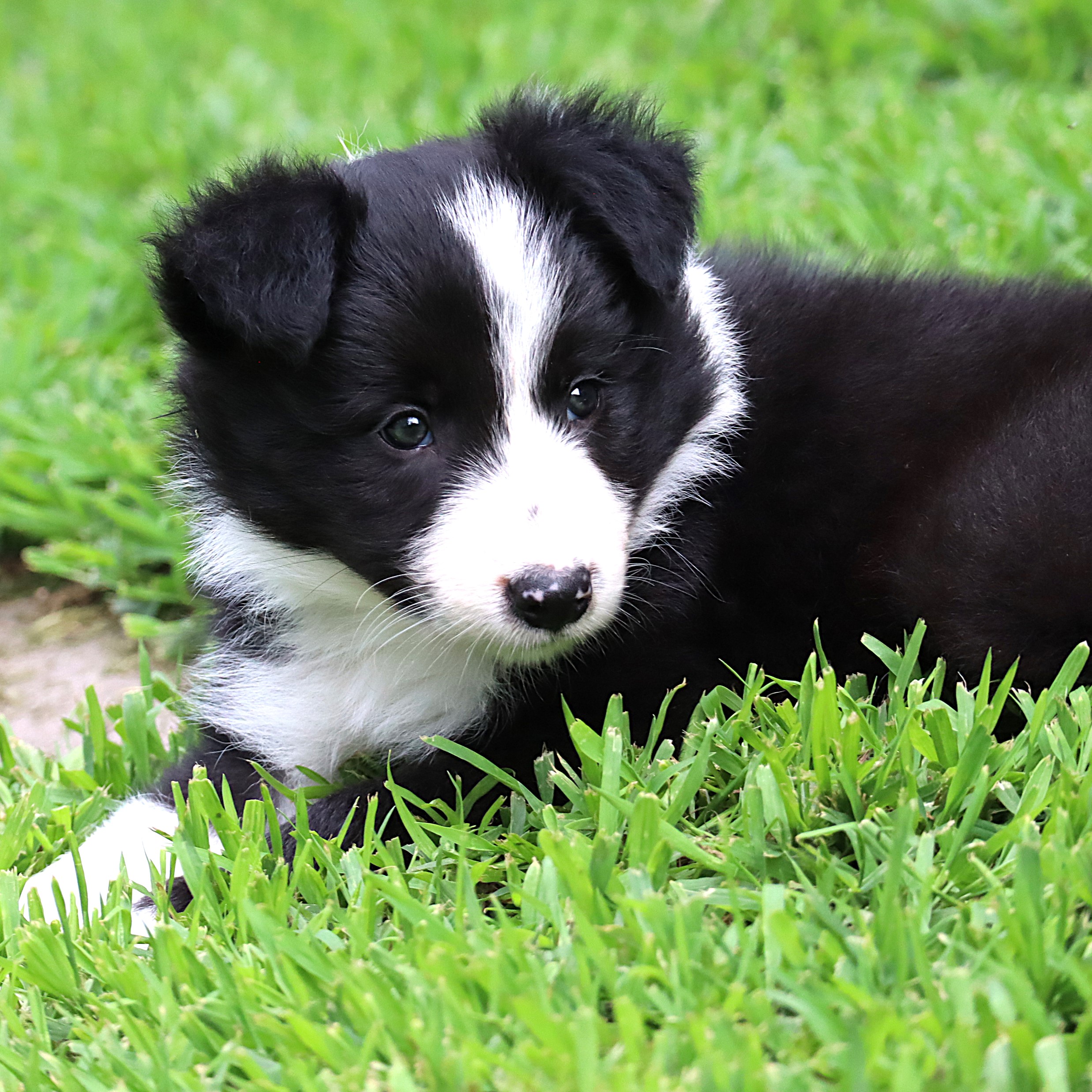 Border Collie Puppies For Sale Rising Sun Farm Border Collie Puppies For Sale Rising Sun Farm